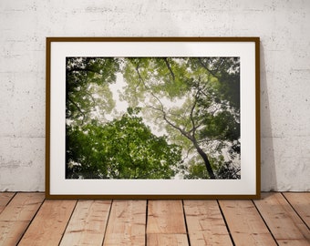 May include: A framed photograph of a view looking up through the branches of a forest canopy. The leaves are green and the sky is visible through the branches.