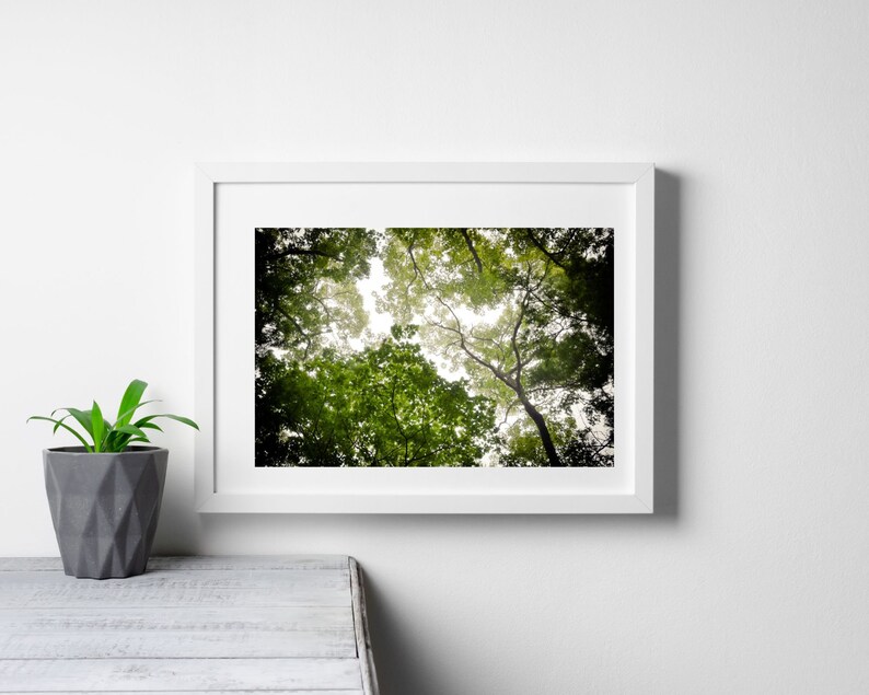 Fine Art Tree Photography Printable Wall Art Nature - Etsy