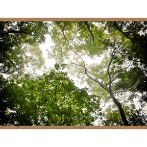 Fine Art Tree Photography Printable Wall Art, Nature Photography ...