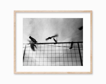 Nero e bianco uccelli arte Bird Wall Art City Bird Bird stampa fotografia animale stampa uccelli nel cielo di stampa Fine Art Photography