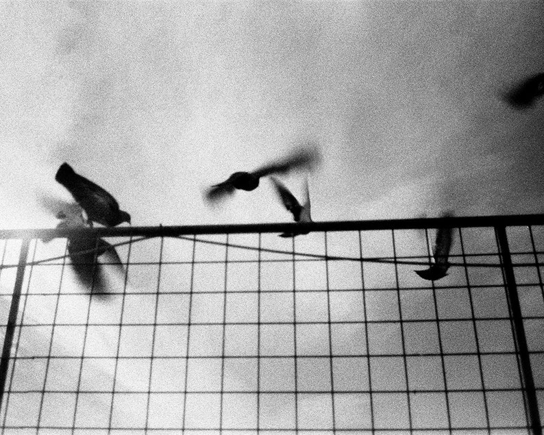 Black and White Birds Art Bird Wall Art City Bird Print Bird Etsy