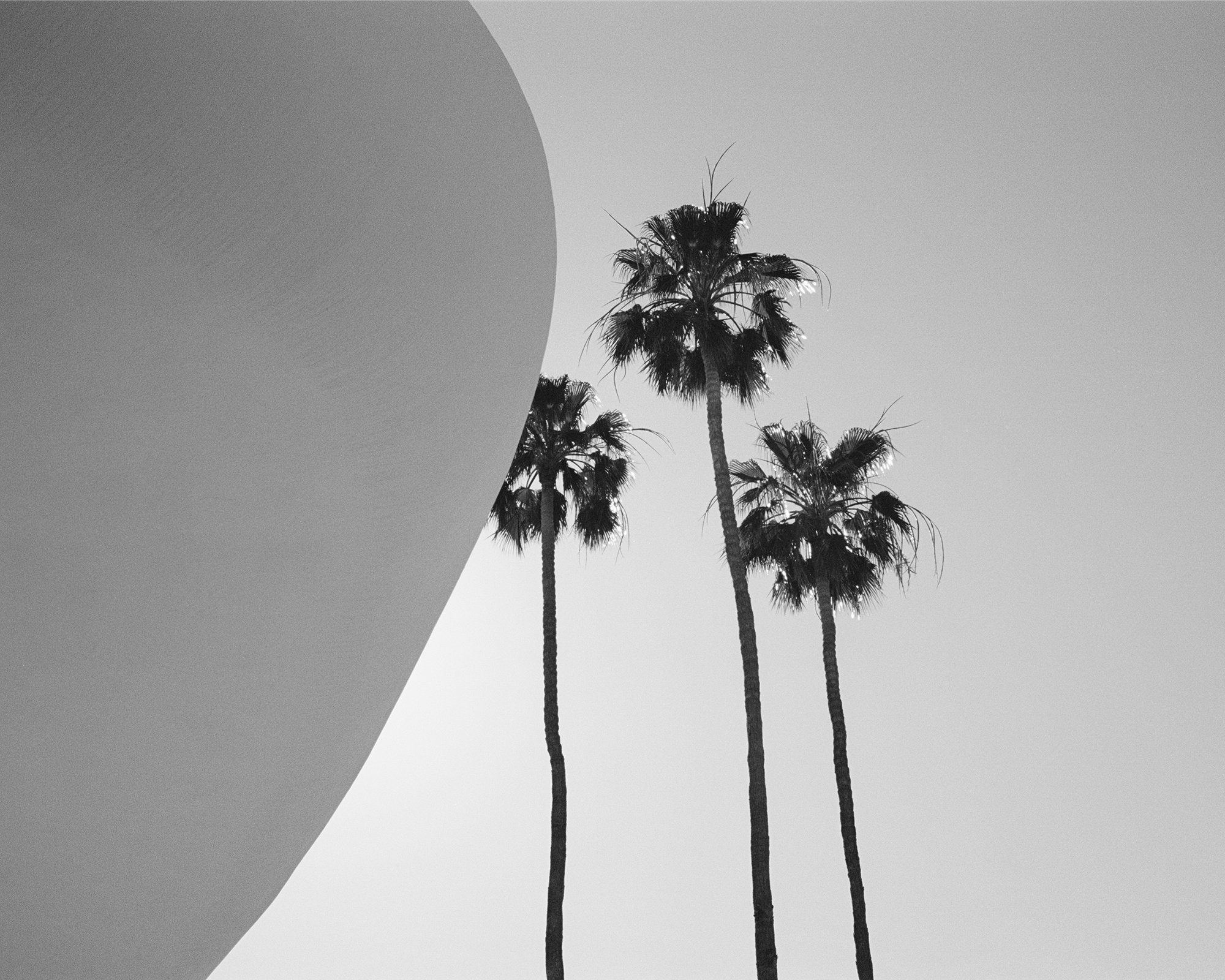 California Wall Art / Palm Tree Photo / Art Deco Poster / - Etsy