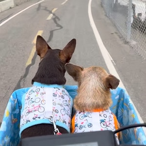 Small Dog Harness