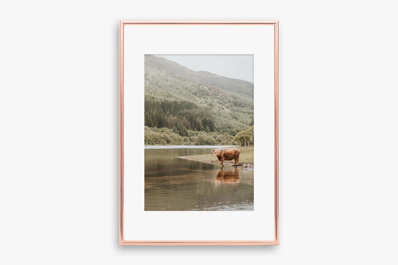 Scotland Print, Scottish Cow, Highland Cow, Loch Lomond Trossachs Print, Scottish Highlands print, Mountain Print image 2