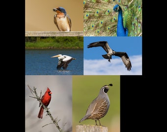 Set of Photo Greeting Cards Birds Nature Wildlife Photography