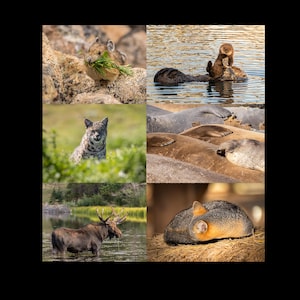 Conjunto de tarjetas de felicitación de fotos Vida silvestre Naturaleza Animal Fotografía