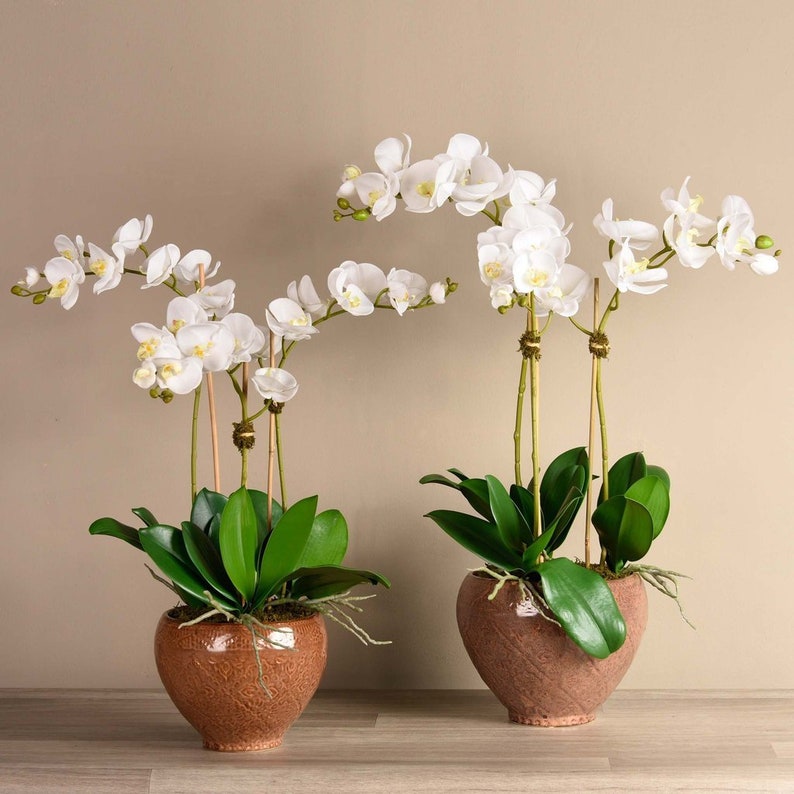 silk orchids