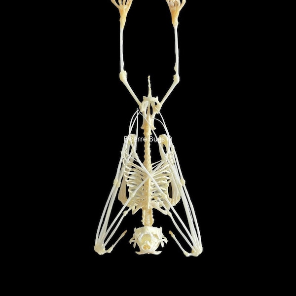 Leschenault's Rousette Fruit Bat Rousettus leschenaulti Hanging Skeleton Real Preserved Taxidermy