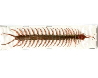 Chinese in Clear Acrylic Lucite Paperweight Insect Artificial Large Centipede
