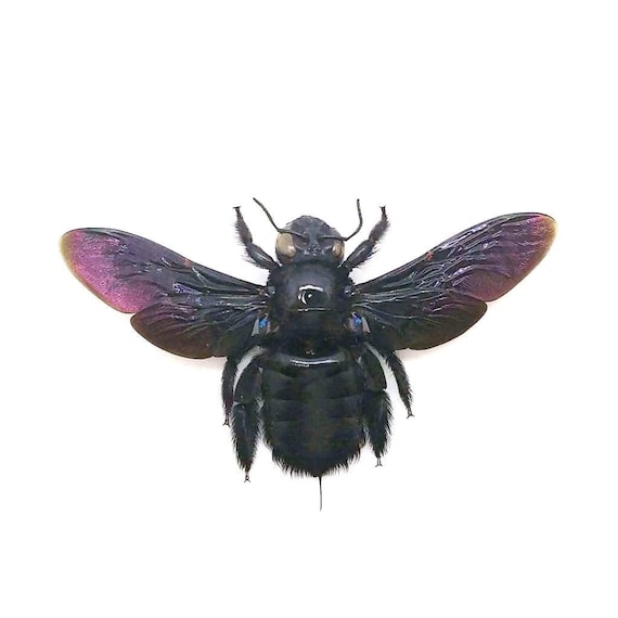 Uncommon Tropical Carpenter Bee Xylocopa latipes FAST FROM USA