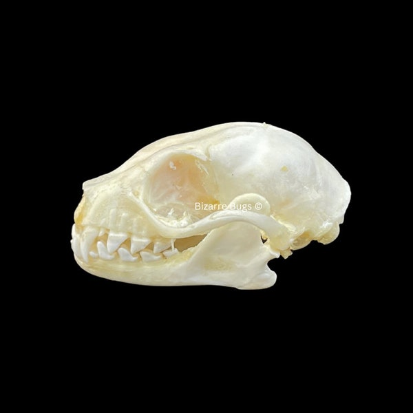 Petite chauve-souris frugivore Cynopterus brachyotis crâne réel taxidermie préservé