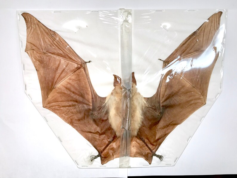 Diadem Roundleaf or Leaf-nosed Bat Hipposideros diadema Skull FAST FROM USA