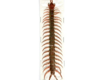 Red-Headed Centipede Scolopendra morsitans Real Preserved Taxidermy
