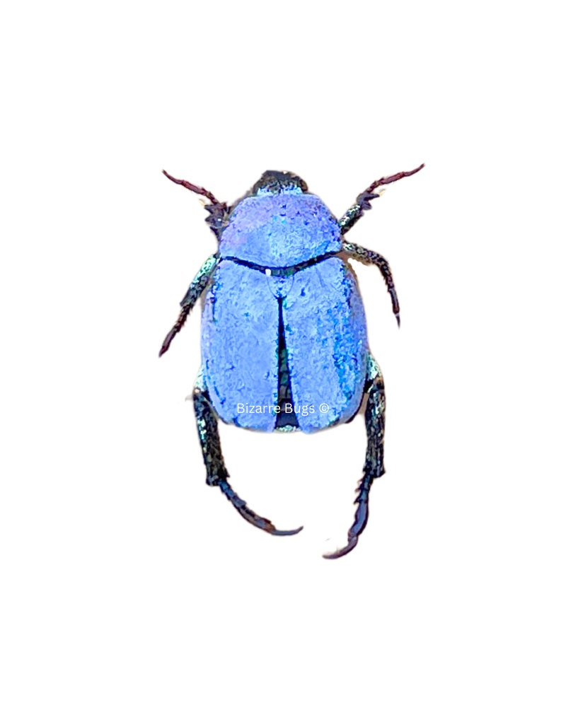 Iridescent Blue Scarab Beetle Hoplia Coerulea Real Insect