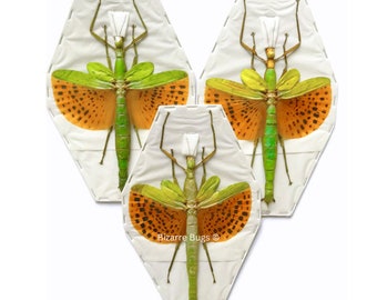 Giant Winged Walking Stick Insect Paracyphocrania Major Spread