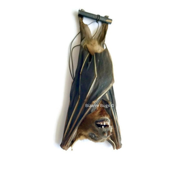 Lesser Short-Nosed Fruit Bat Cynopterus brachyotis Hanging Real Preserved Taxidermy