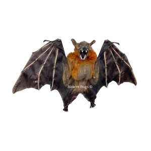 Lesser Short-Nosed Fruit Bat Cynopterus brachyotis Half Spread Real Preserved Taxidermy Specimen Bild 1