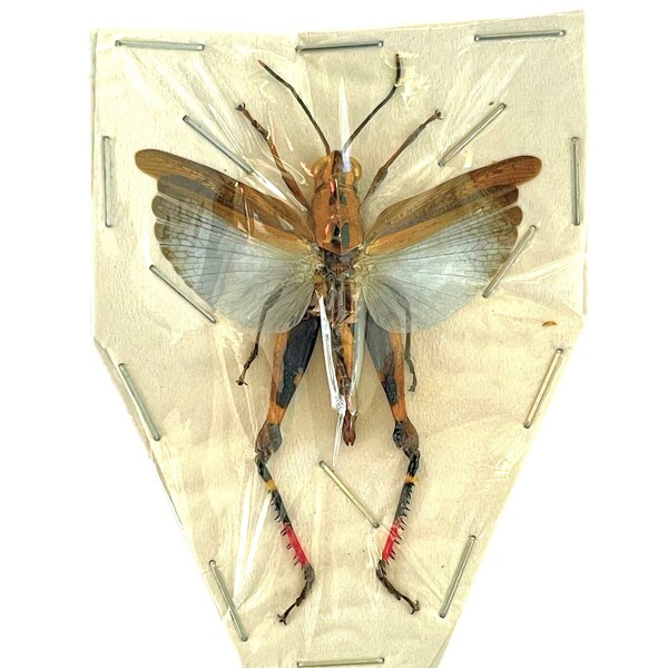 Blue Grasshopper or Locust Traulia azureipennis Spread Real Insect Taxidermy