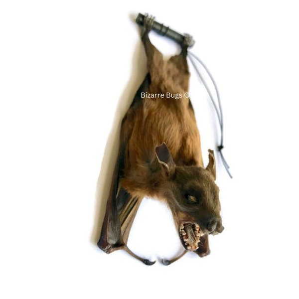 Lesser Short-Nosed Fruit Bat Cynopterus brachyotis Hanging Back Real Preserved Taxidermy Specimen