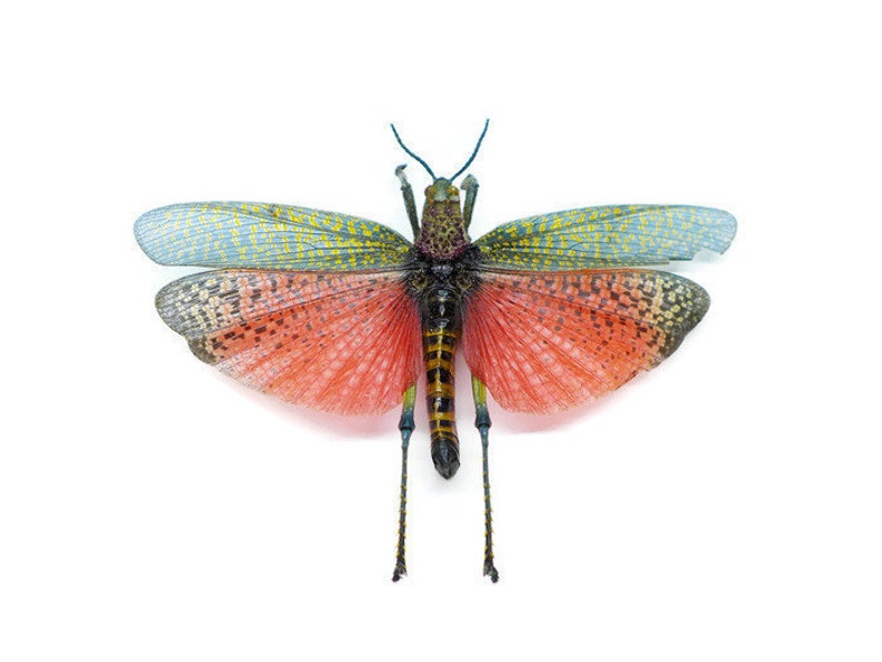 Rainbow Milkweed Locust or Grasshopper Phymateus saxosus Spread A1 or Closed A2 Real Insect Taxidermy
