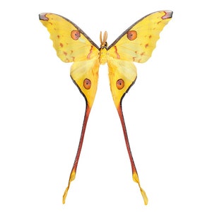 Comet Moth or Madagascan Moon Moth Argema mittrei Male Folded Real Insect