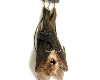 Blyth's Horseshoe Bat Rhinolophus lepidus Hanging Real Preserved Taxidermy