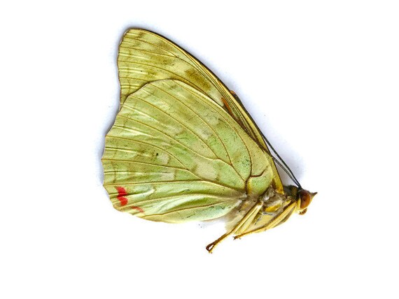 Lot of 10 Great Purple Emperor Butterfly Sasakia charonda coreana Folded FAST US
