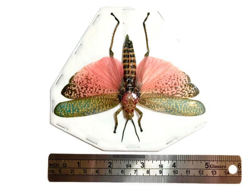 Rainbow Milkweed Locust or Grasshopper Phymateus saxosus Spread A1 or Closed A2 Real Insect Taxidermy