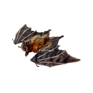 Lesser Short-Nosed Fruit Bat Cynopterus brachyotis Half Spread Real Preserved Taxidermy Specimen Bild 2