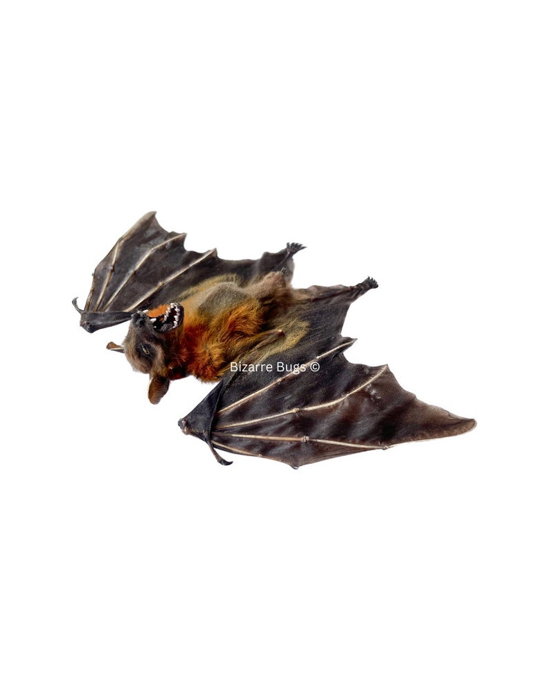 Lesser Short-Nosed Fruit Bat Cynopterus brachyotis Half Spread Real Preserved Taxidermy Specimen Bild 2