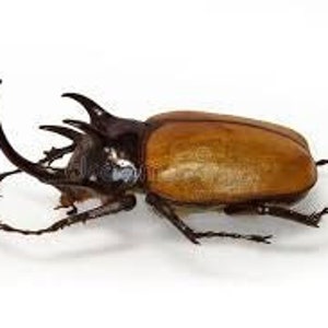 昆虫標本。 5 HORN RHINOCEROS BEETLE  . REAL Eupatorus gracilicornis 5 Horn Rhinoceros Beetle LARGE