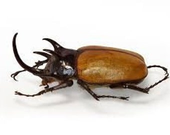 Five-Horned Rhinoceros Beetle Eupatorus gracilicornis Male Real Insect