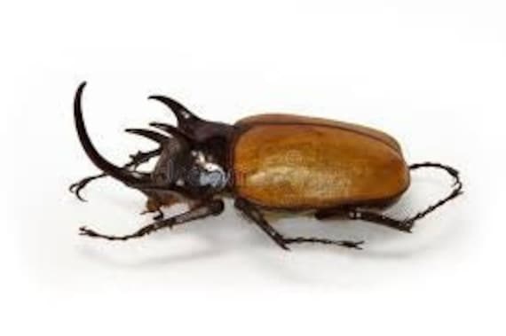 Amazon.com - TAXIBUGS Rare Giant 5 Horn Rhino Beetle