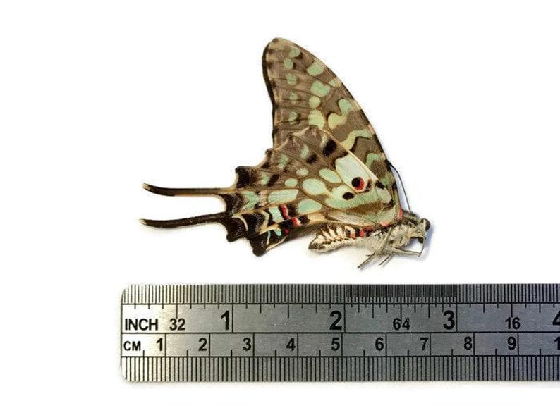 Large Striped Swallowtail Butterfly Graphium Antheus Male Folded Real ...