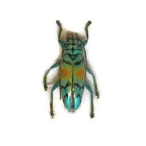 Longhorn Beetle Tmesisternus rafaelae Real Insect Metallic Gold Green A2 Condition
