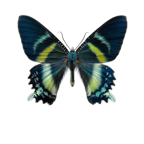 Swallowtail Day-Flying Moth Alcides orontes Real Insect Male Spread or Folded Wings Taxidermy