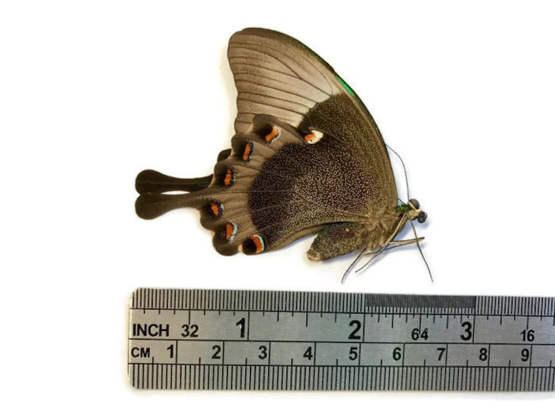 Emerald Swallowtail Butterfly Papilio palinurus daedalus Real Insect Spread or Folded Taxidermy