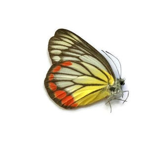 Painted Jezebel Butterfly Delias hyparete hyparete Spread or Folded Male Real Insect Taxidermy