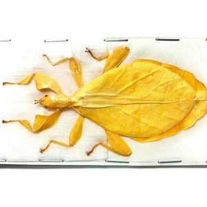 Hausleithneri's Stick Leaf Insect Phyllium hausleithneri Yellow Female Real Insect Taxidermy