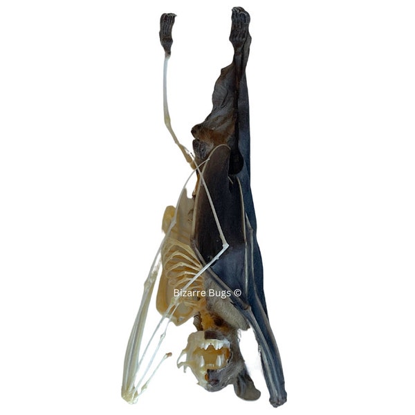 Lesser Short-Nosed Fruit Bat Cynopterus brachyotis Hanging Half Skeleton Real Preserved Taxidermy Specimen