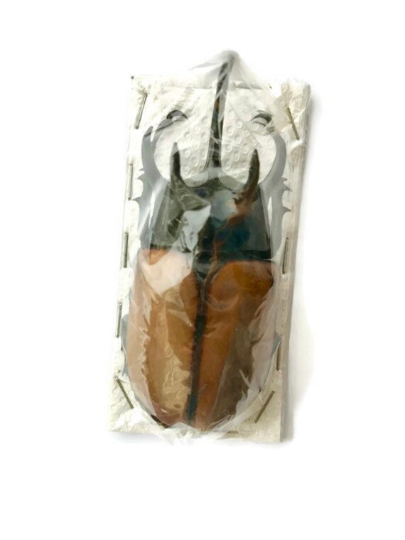 Five-horned Rhinoceros Beetle Eupatorus Gracilicornis Male Real