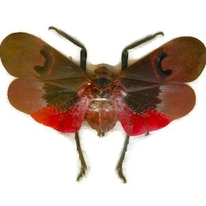 Lanternfly Lanthorn Fly Scamandra collaris Real Insect Spread