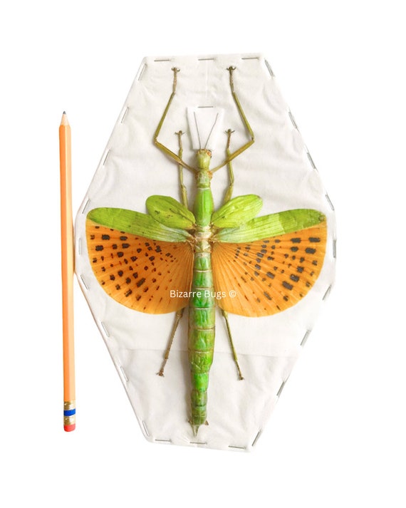 Giant Winged Walking Stick Insect Paracyphocrania Major Spread