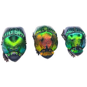 May include: Three iridescent green beetles with black legs and antennae, viewed from above. The beetles have a metallic sheen and are arranged in a row.