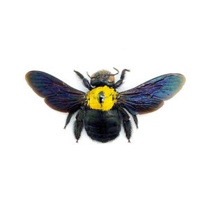 May include: A black and yellow bee with iridescent blue wings is shown against a white background.