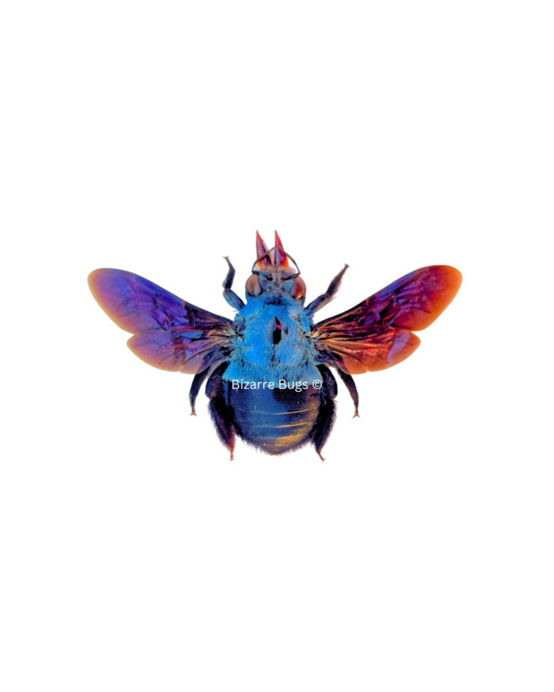 Blue Carpenter Bee Xylocopa Caerulea Female Spread Real Insect ...
