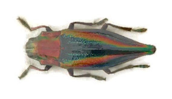 GOLOFA PORTERI RHINOCEROS BEETLE REAL INSECT INDONESIA TAXIDERMY 50mm