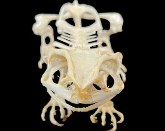 Asian Common Toad Duttaphrynus melanostictus Sitting Skeleton Real Preserved Taxidermy