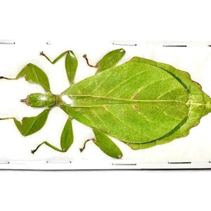 Hausleithneri's Stick Leaf Insect Phyllium hausleithneri Green Female Real Insect Taxidermy