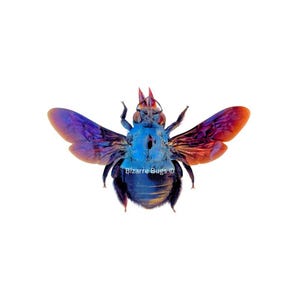 Blue Carpenter Bee Xylocopa caerulea Female Spread Real Insect Taxidermy
